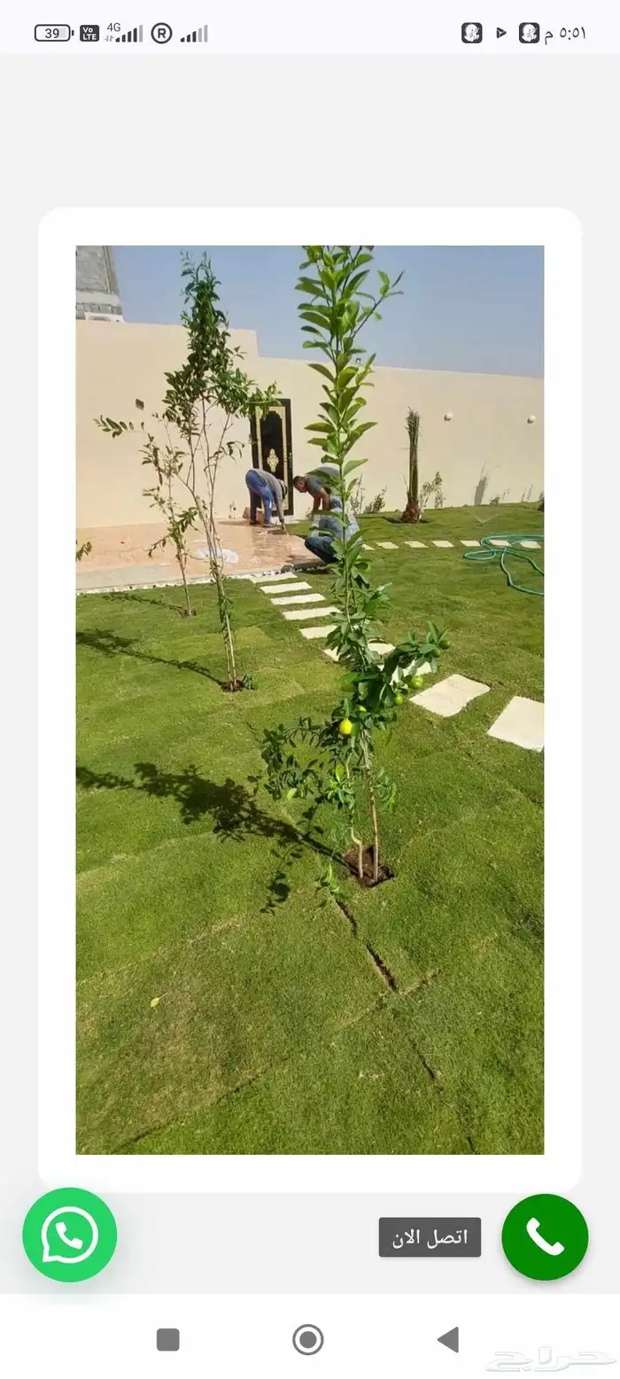 ثيل طبيعي 0