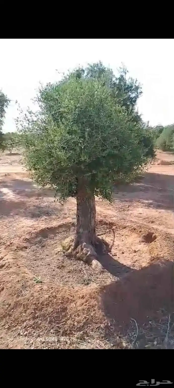 شجر زيتون معمر 0