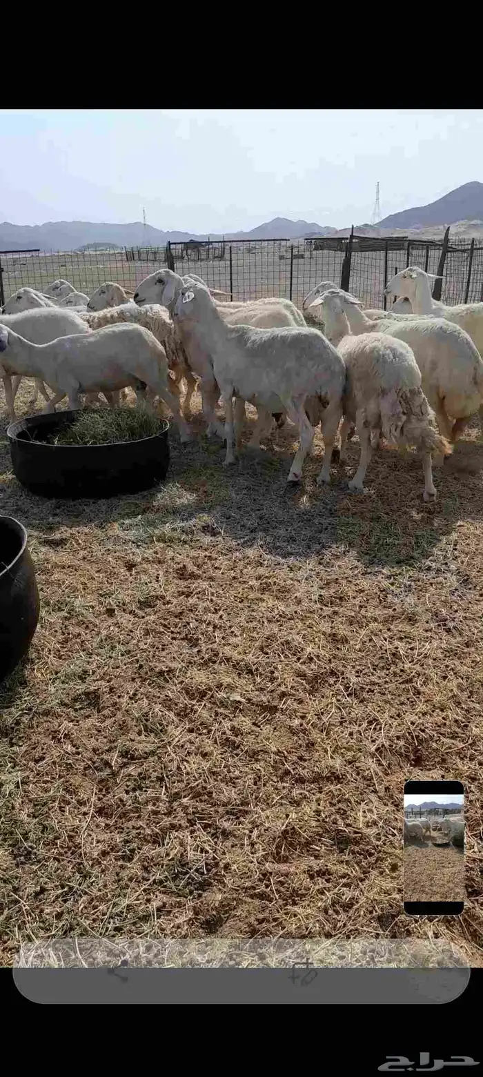 ضأن حرية للبيع 0