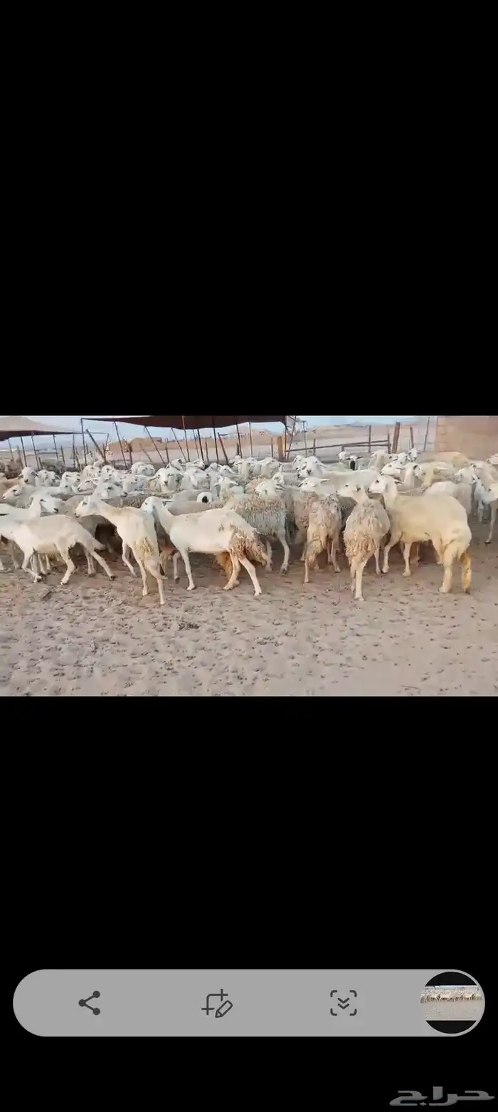 ضان حريه مراح واحد اخوات بعض 0