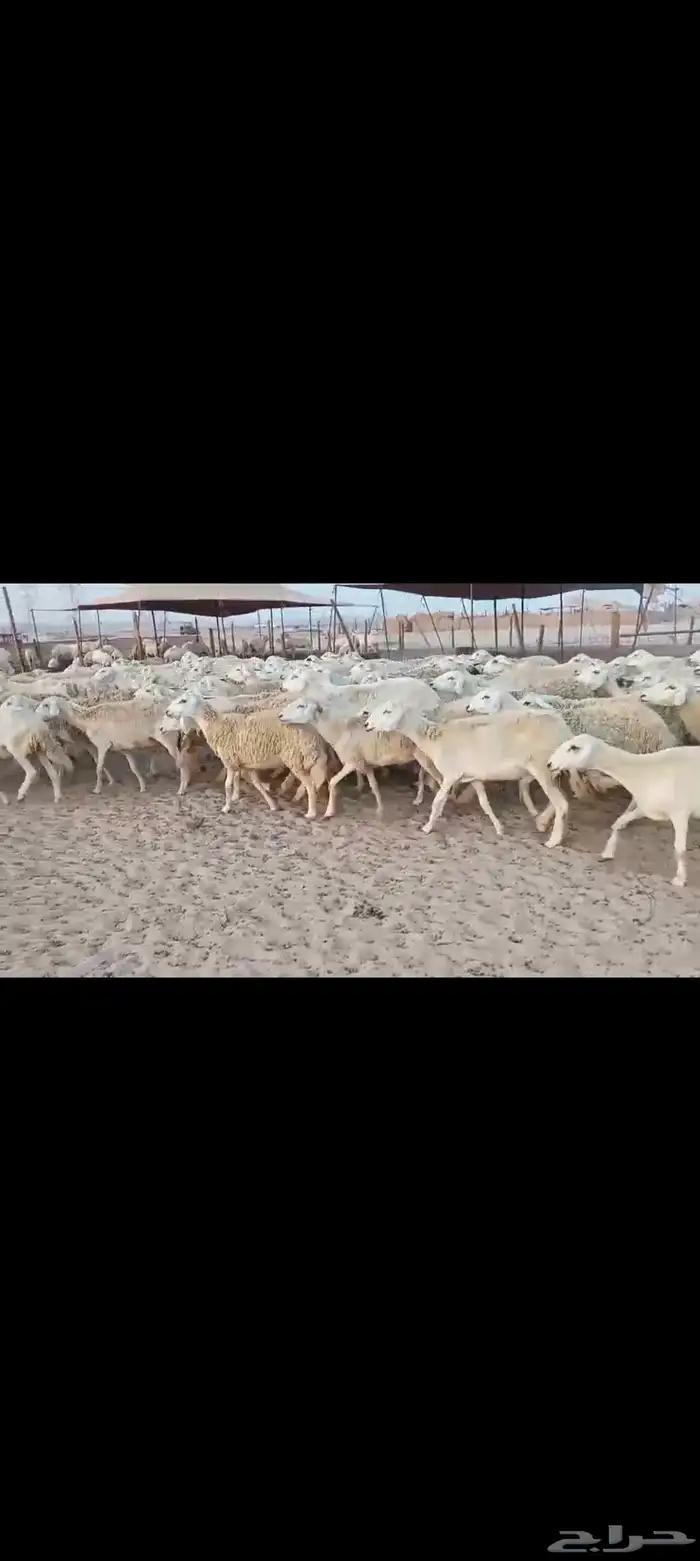 ضان حريه مراح واحد اخوات بعض 2