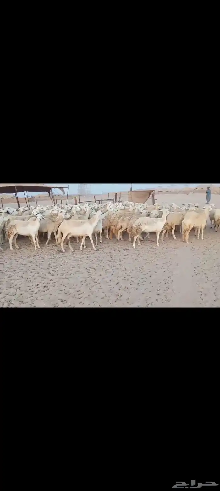 ضان حريه مراح واحد اخوات بعض 6