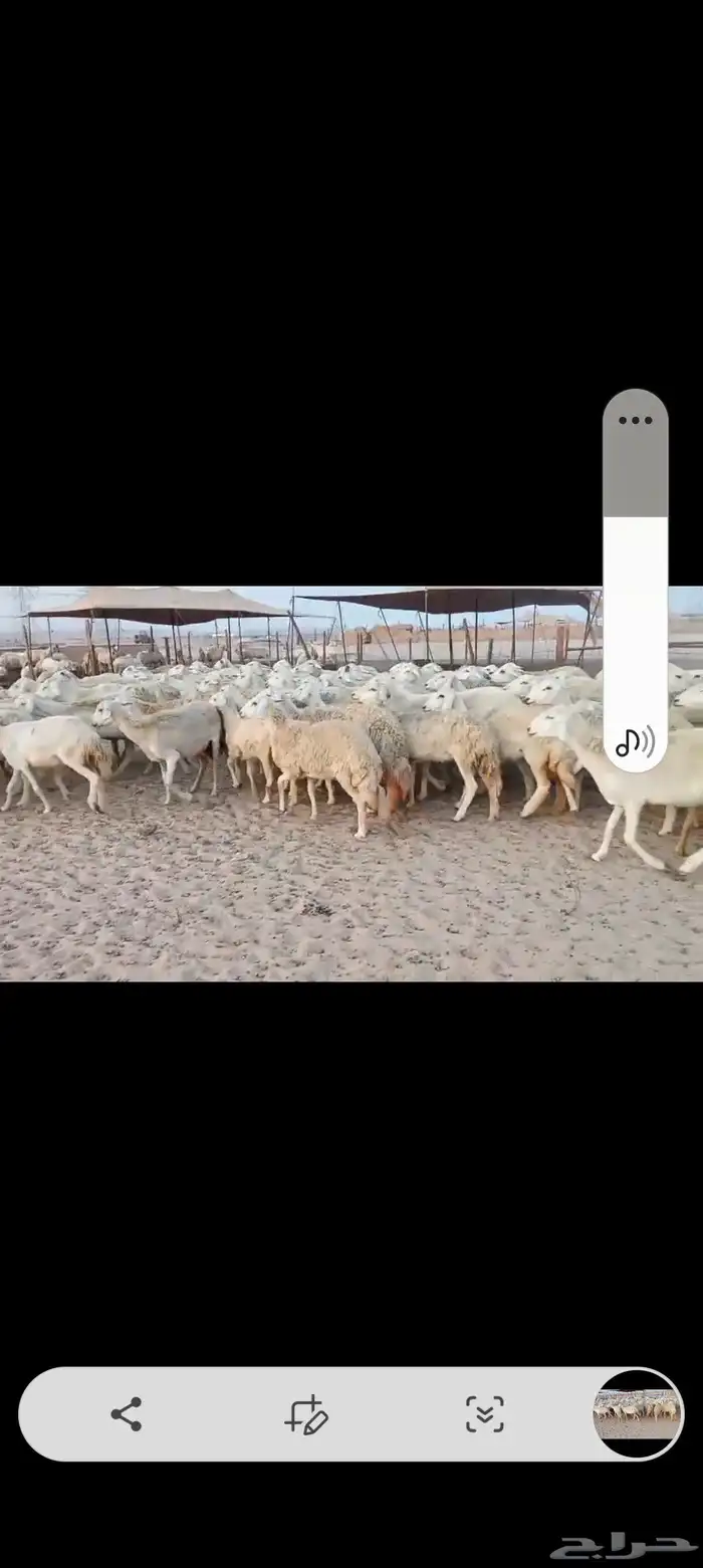 ضان حريه مراح واحد اخوات بعض 4