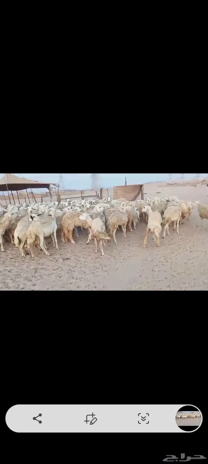 ضان حريه مراح واحد اخوات بعض 7