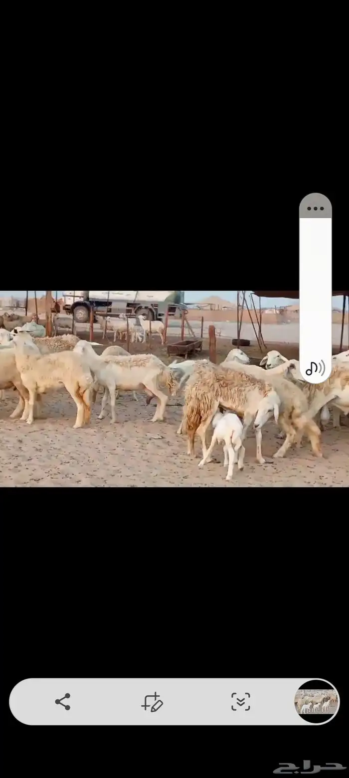 ضان حريه مراح واحد اخوات بعض 8