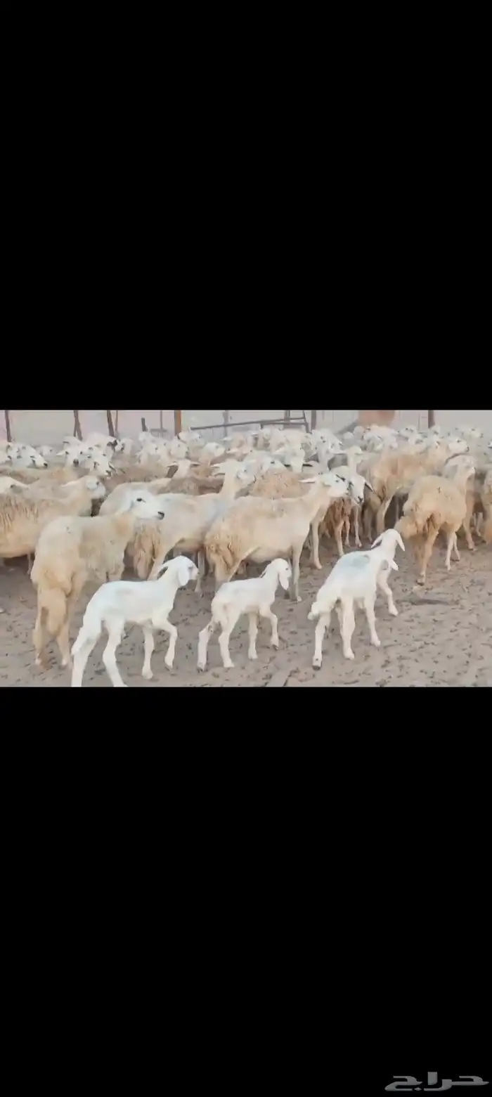 ضان حريه مراح واحد اخوات بعض 9