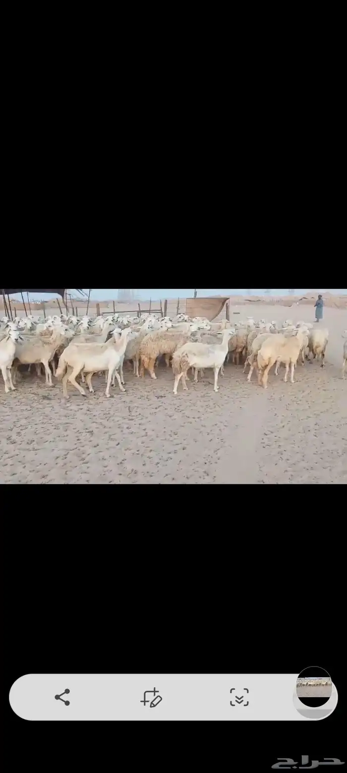 ضان حريه مراح واحد اخوات بعض 1