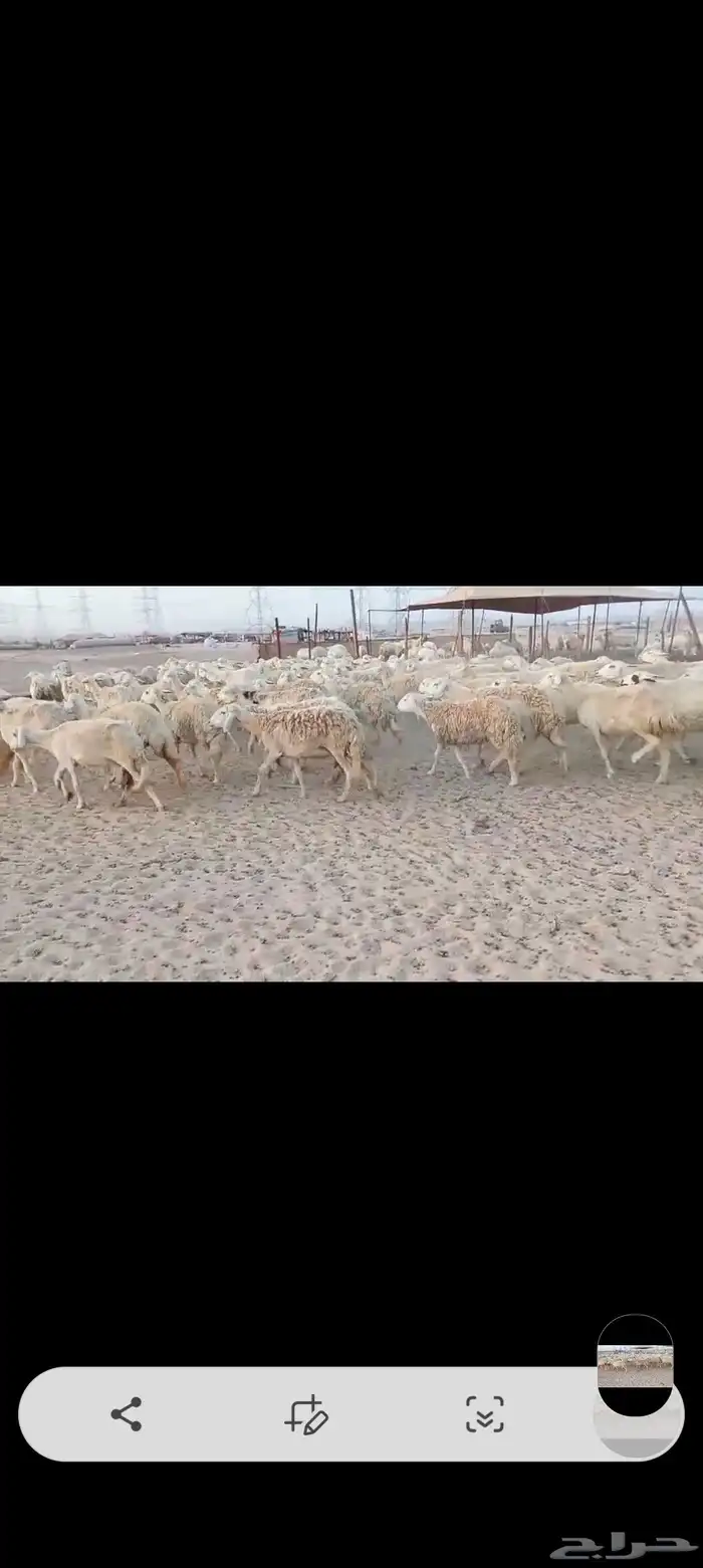 ضان حريه مراح واحد اخوات بعض 5