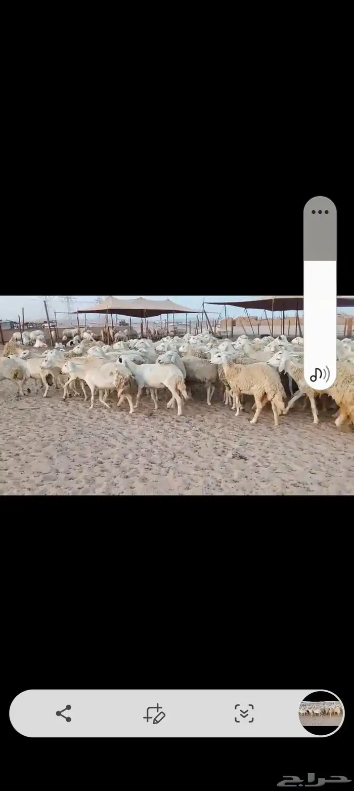 ضان حريه مراح واحد اخوات بعض 3