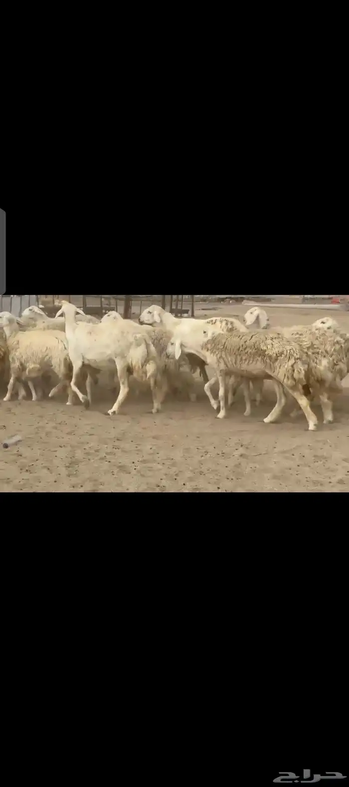 غنم حريات حرش دفيع 1