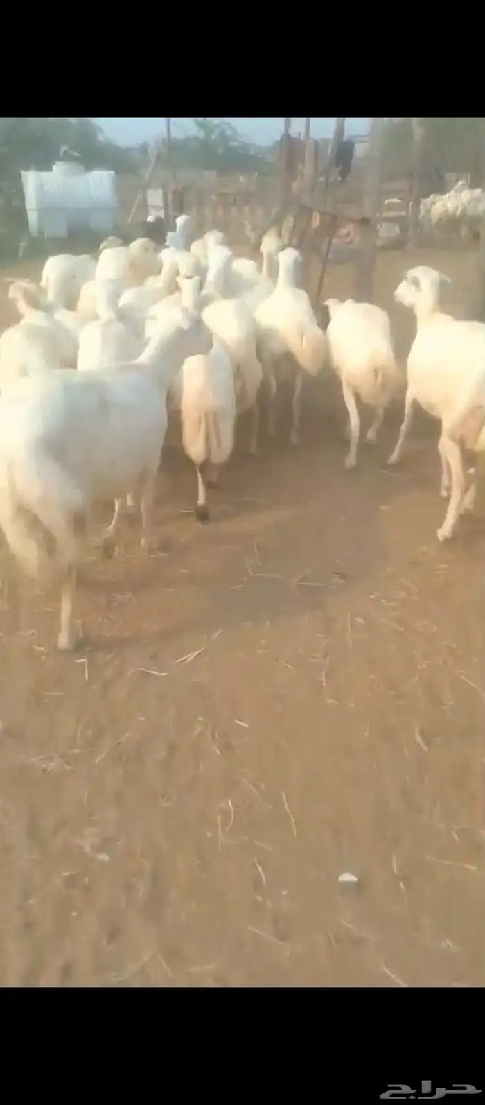 ضان رفيدي بلدي 1