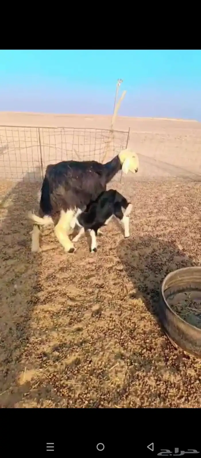 شاه نجديه تامه معها خروف عمر شهرين 0