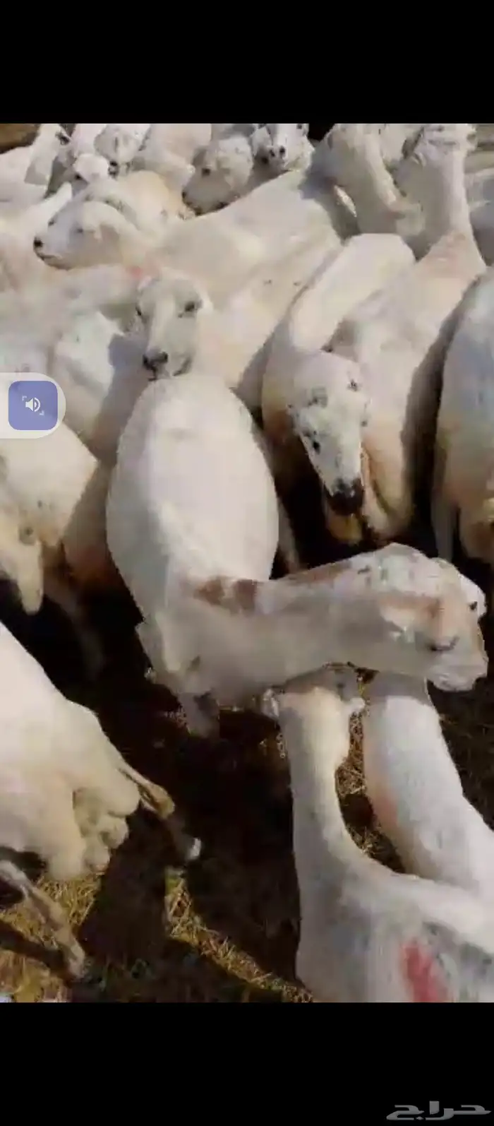 السلام عليكم يوجد ضان رفيدي العدد 150تحتها30ولباقي دفيع 3