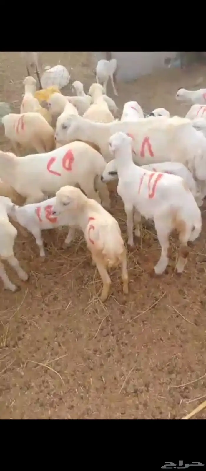 ضان رفيدي بلدي 3