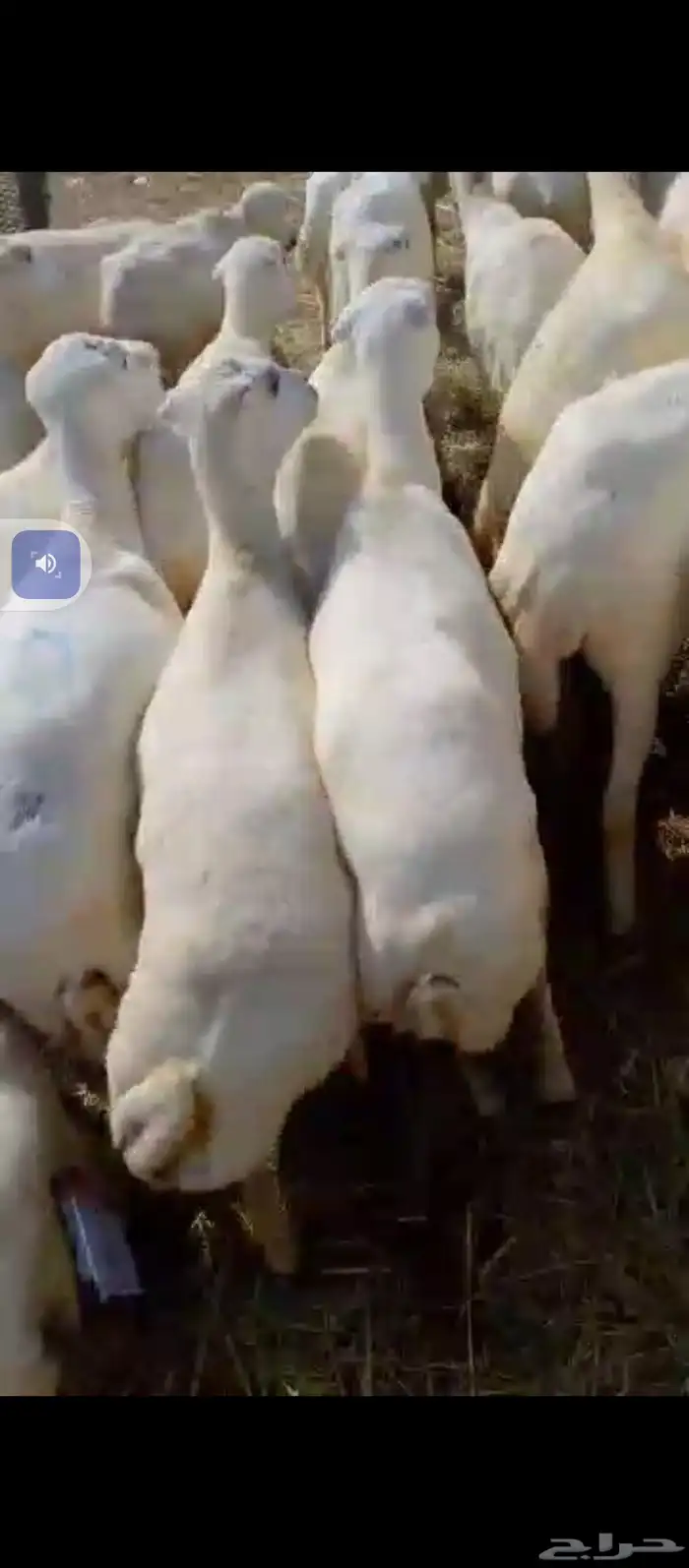 السلام عليكم يوجد ضان رفيدي العدد 150تحتها30ولباقي دفيع 4