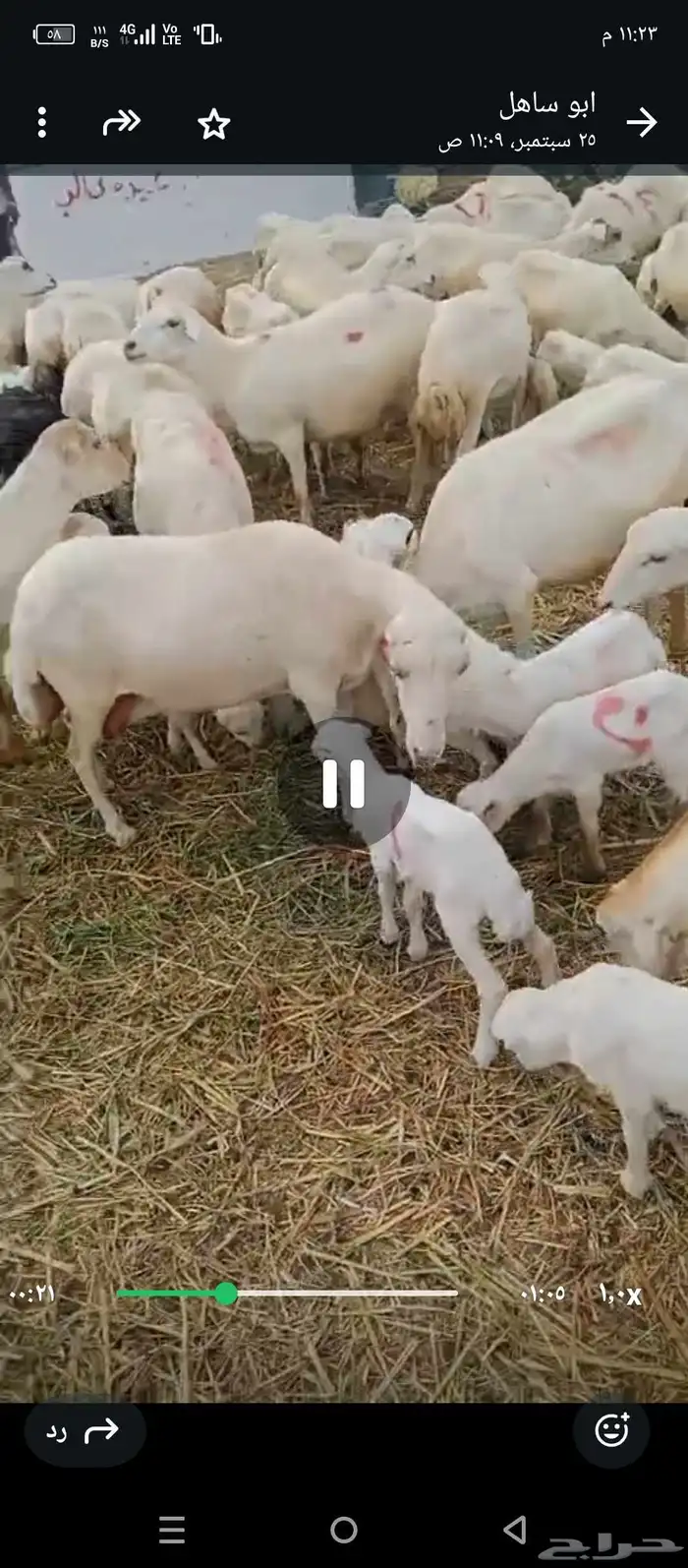 ضان رفيدي بلدي 0