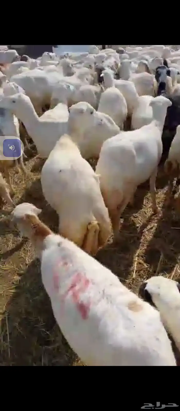 السلام عليكم يوجد ضان رفيدي العدد 150تحتها30ولباقي دفيع 0