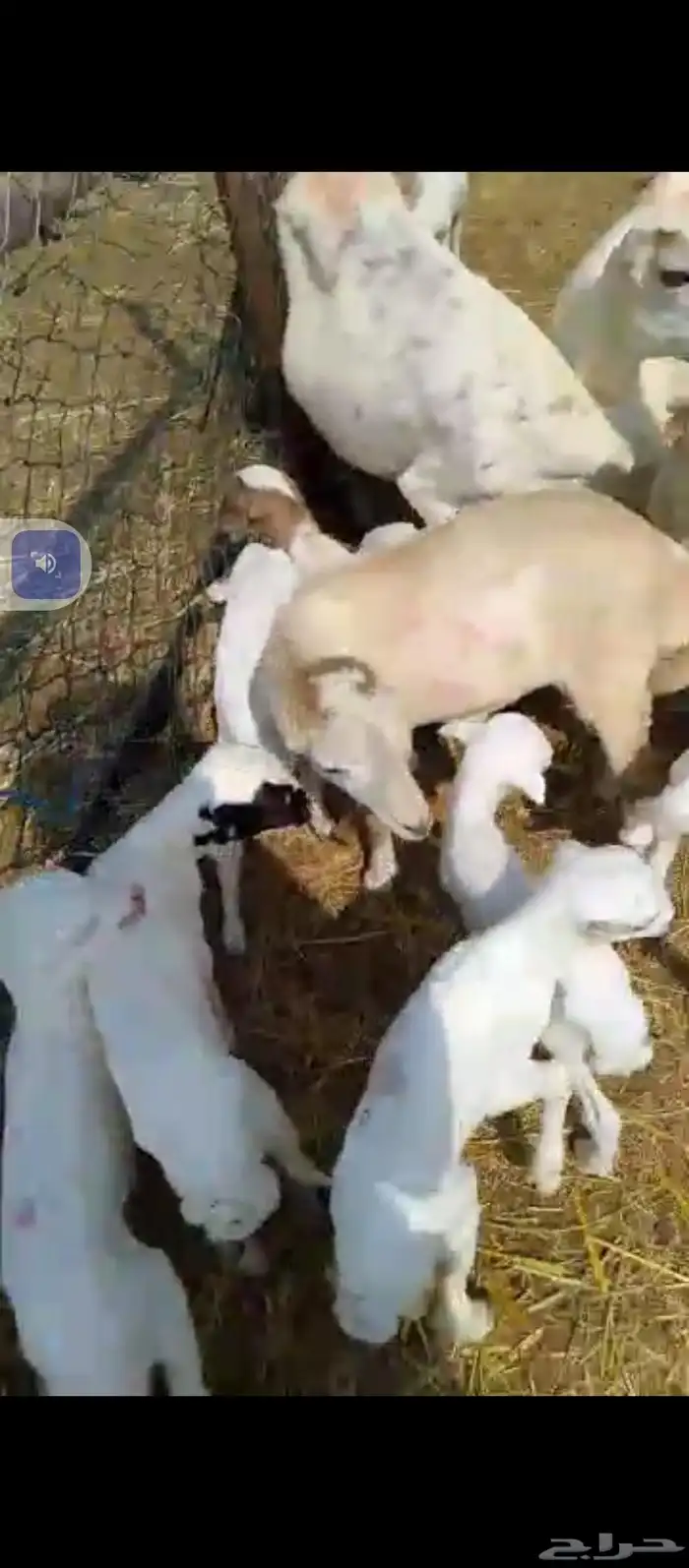 السلام عليكم يوجد ضان رفيدي العدد 150تحتها30ولباقي دفيع 2