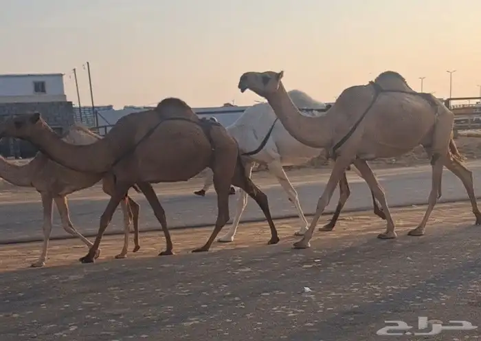 أربع عشاير طيبات 1