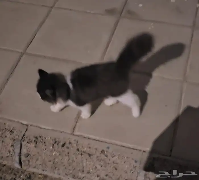 قطه منزليه صغيره مرميه بالشارع 0