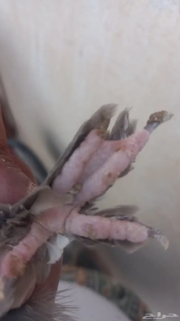 انثه دن رجل بط 0