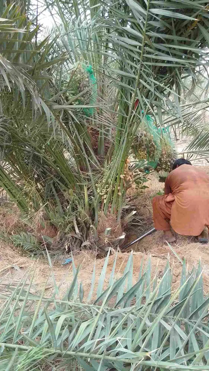 نخيل البيع اسعرنامعقوله نخل خلي من المراض 1