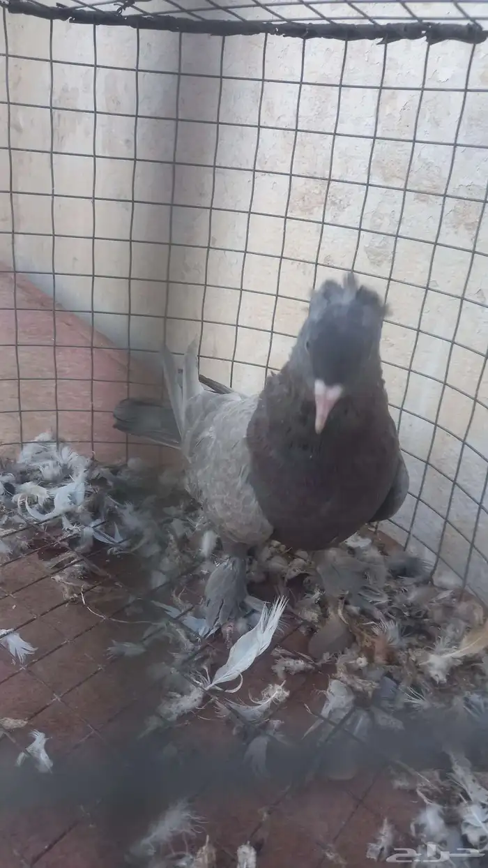 انثه دن رجل بط 1