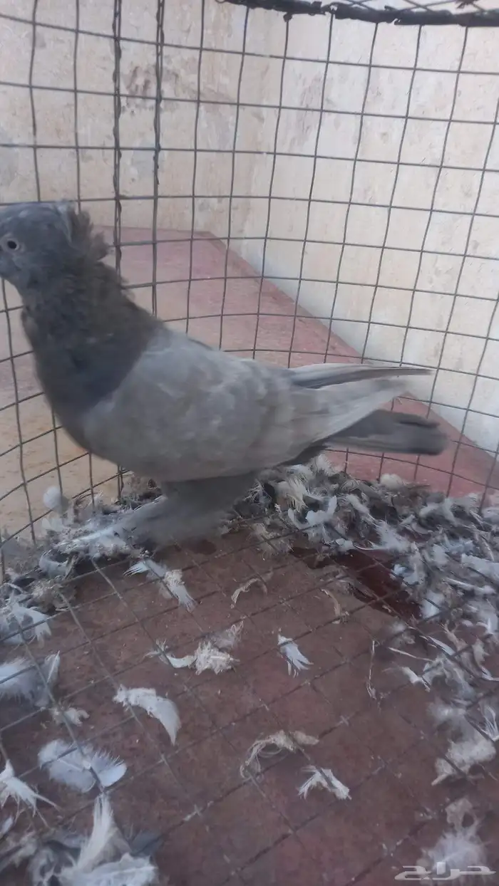 انثه دن رجل بط 2