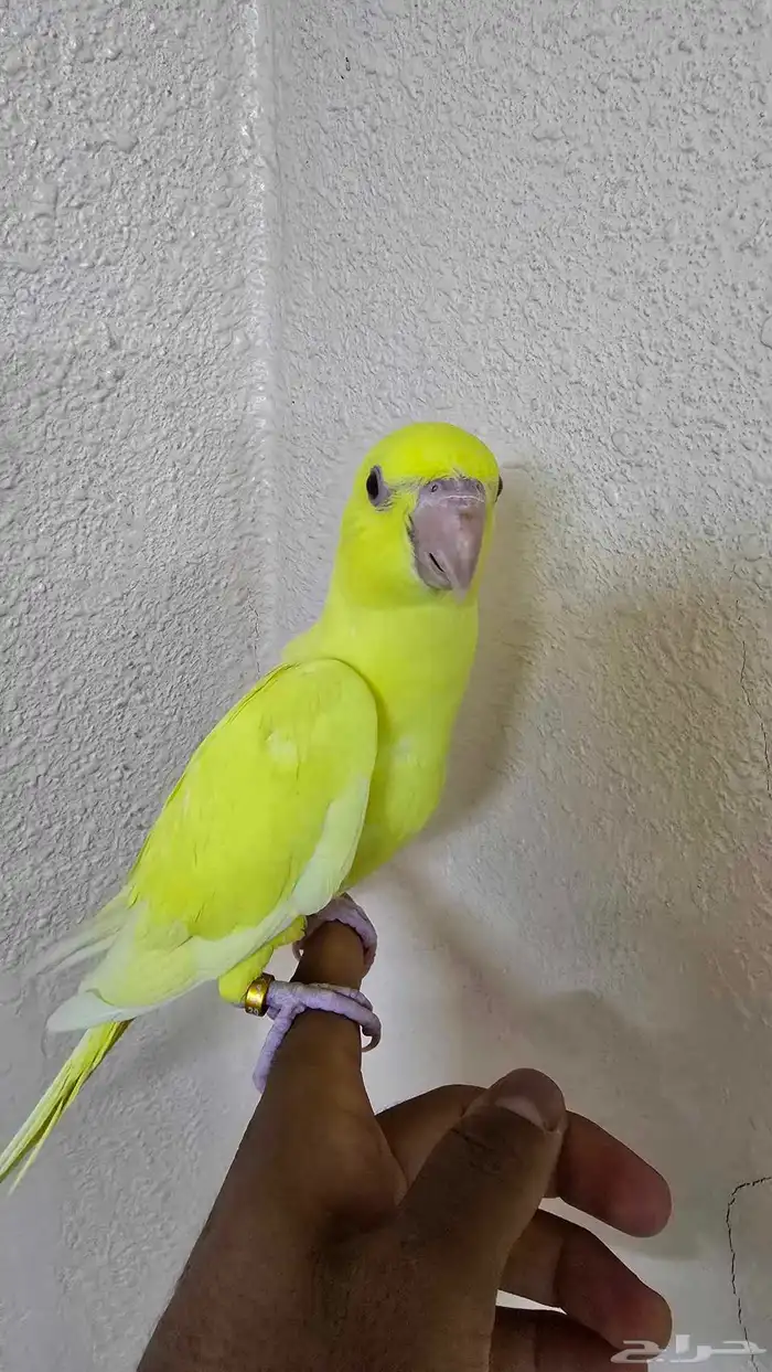 درة لاتينو عيون حمر للبيع 2