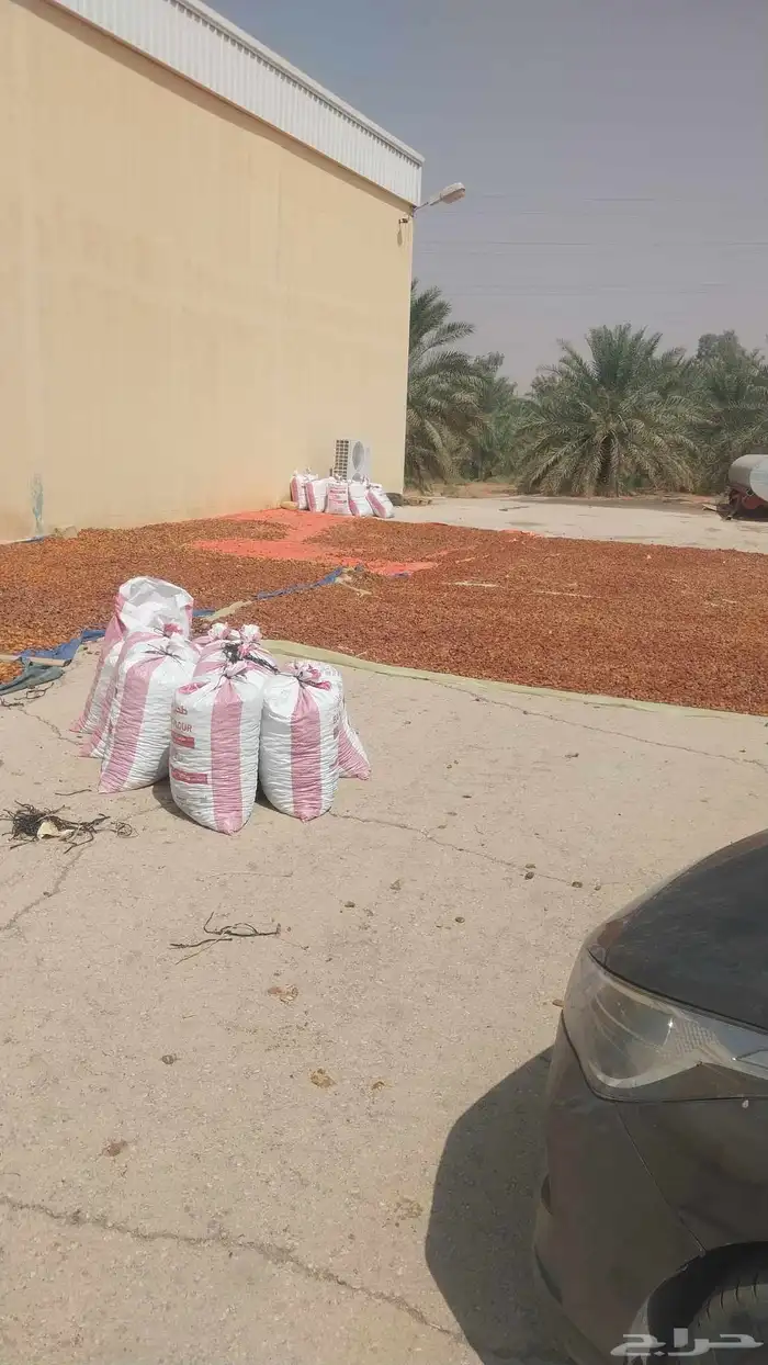 تمر حلال نظيف كيس مليان 0