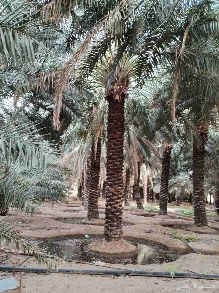 نخل مثمر للبيع اخلاص سكري برحي صقعي مجدول ونانه شيشي غر 4