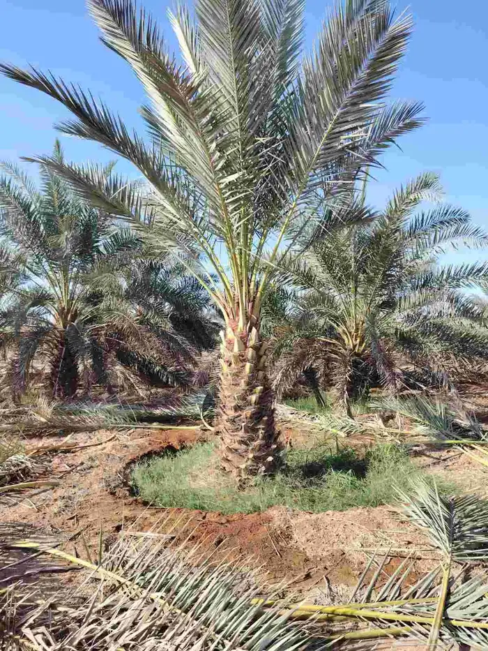 يوجد لدينا نخل عربي 4