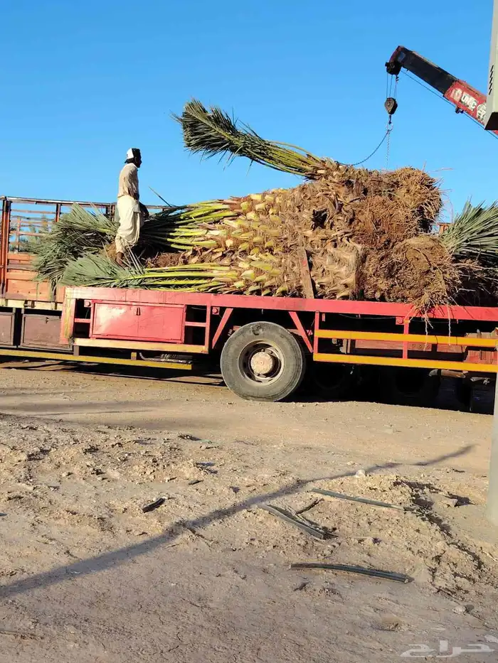 يوجد لدينا نخل عربي 3