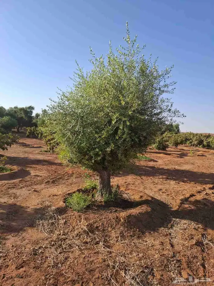 شجر زيتون معمر 5