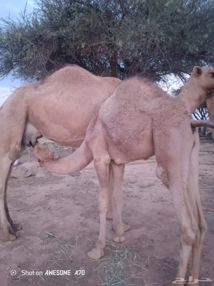 قعود كفوو على حليب امه 3