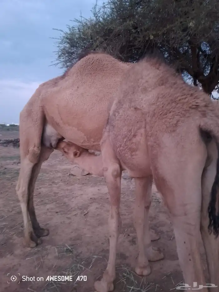 قعود كفوو على حليب امه 1