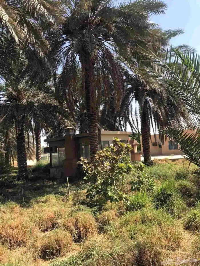 توريد جميع انواع النخل 8