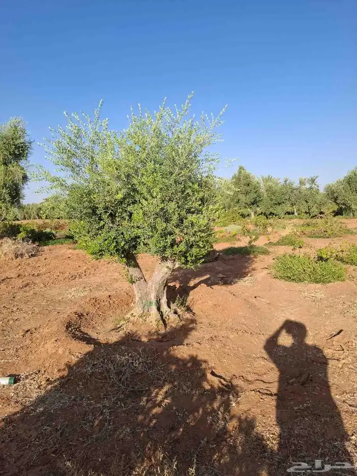 شجر زيتون معمر 3