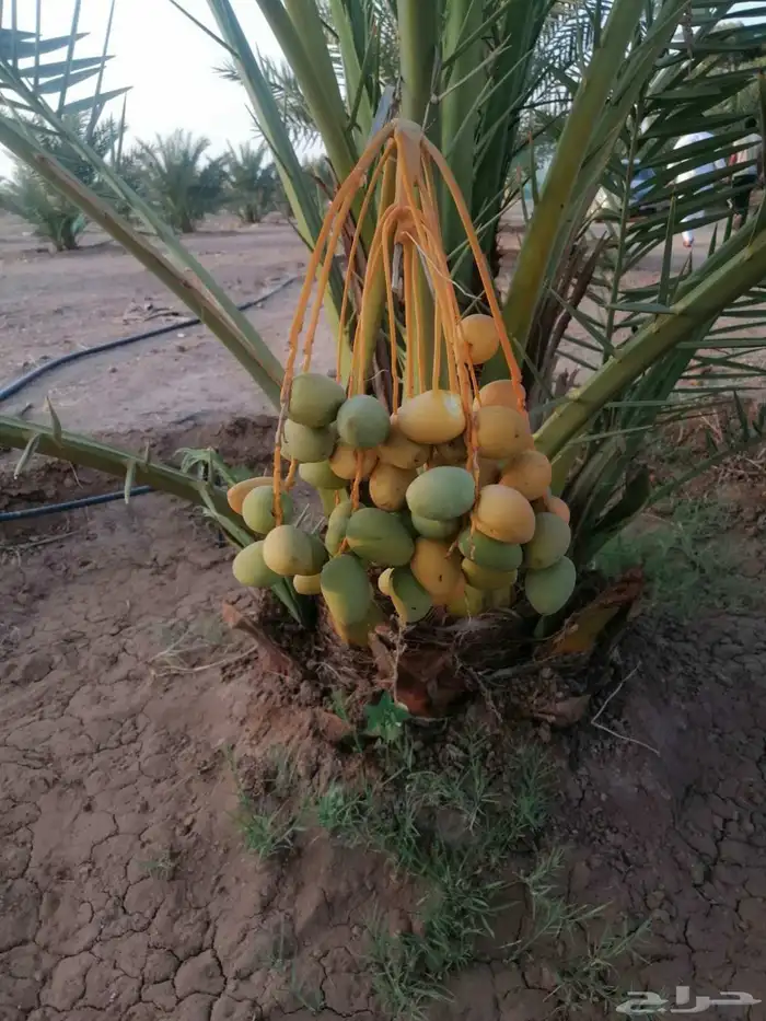 فصايل ونقايل مثمرة للبيع التواصل 4
