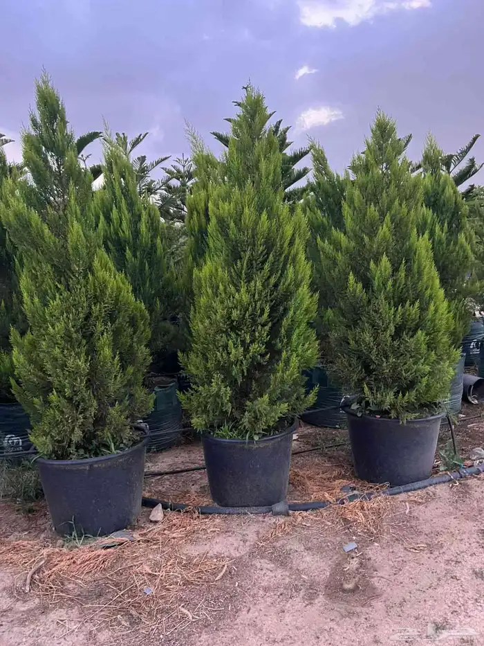 السرو العطري مشتل نور الطائف شهار 1