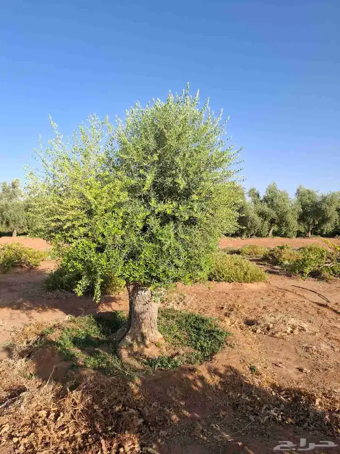 شجر زيتون معمر 4