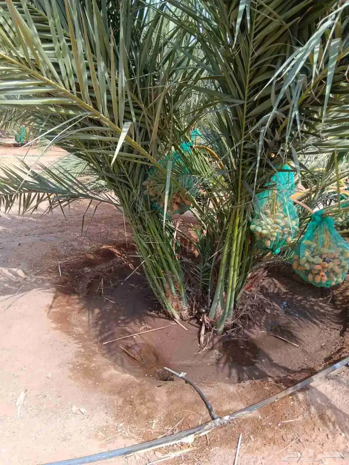 توريد جميع انواع النخل 1