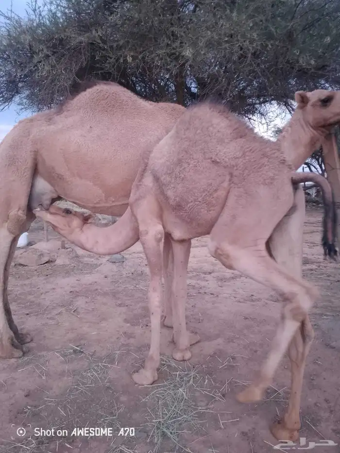 قعود كفوو على حليب امه 5