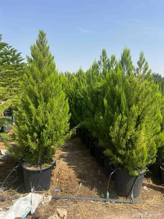 السرو العطري مشتل نور الطائف شهار 0