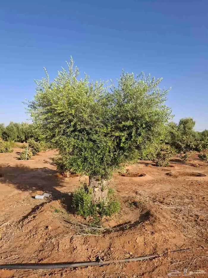 شجر زيتون معمر 6