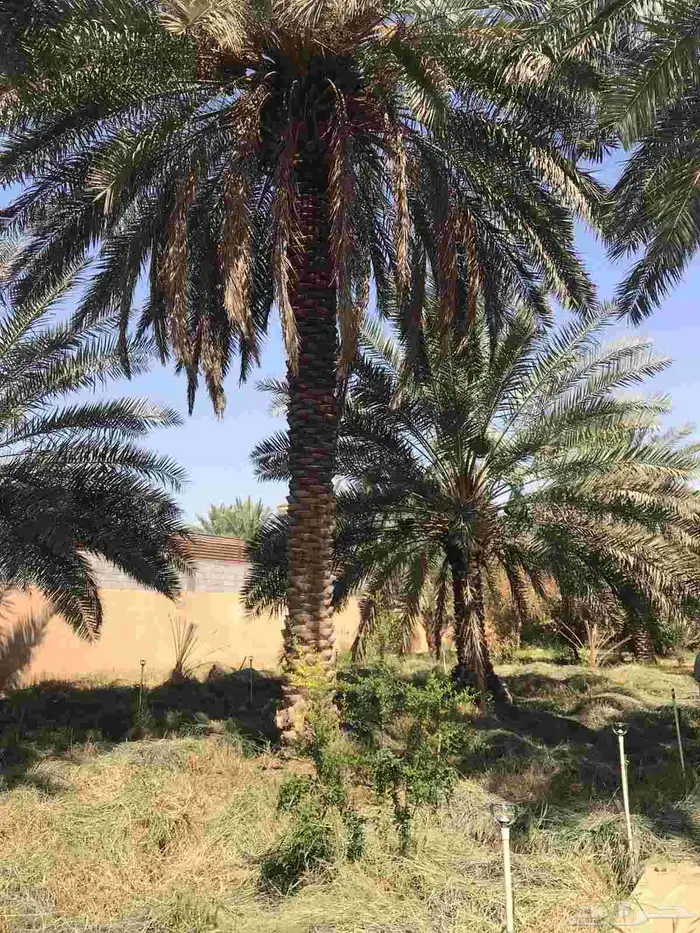 توريد جميع انواع النخل 9