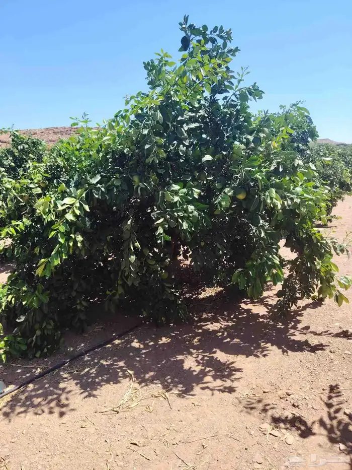 يوجد لدينا نخل عربي 0