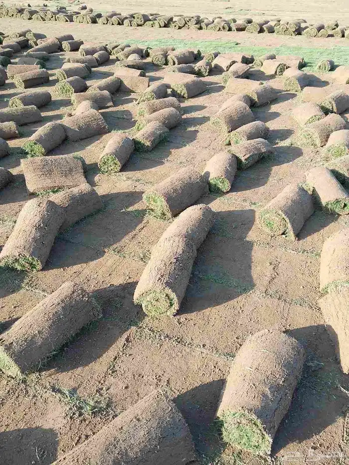 نجيل طبيعي 9