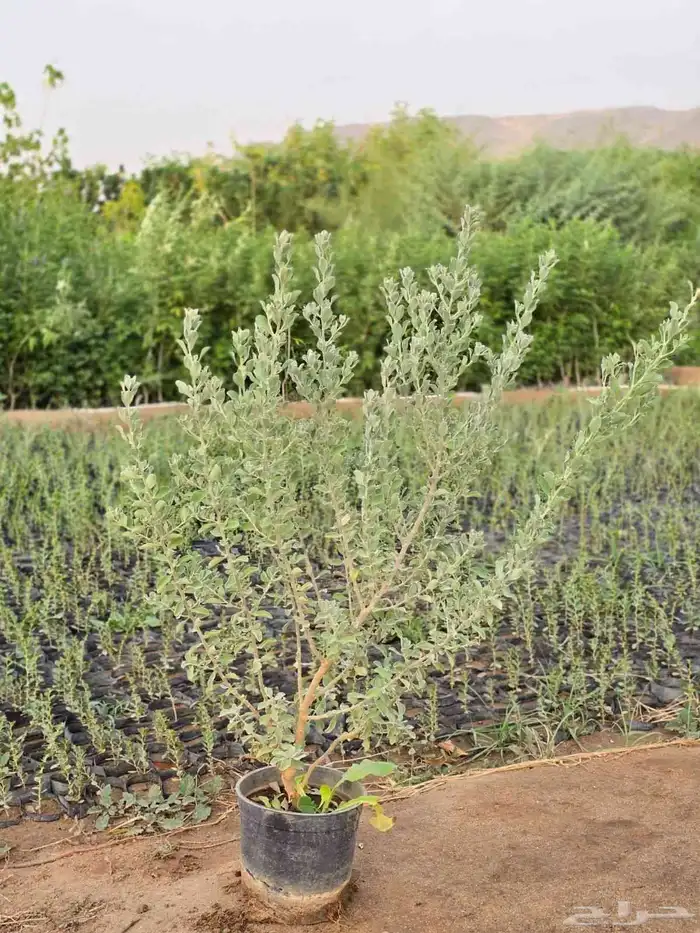 الجموم مشتل حسن قرني للزراعة با الجملة مركن و كياس 3