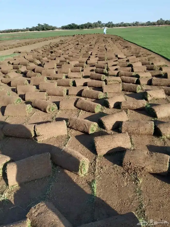 نجيل طبيعي 6